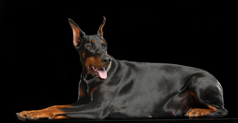 Doberman Dog  Isolated  on Black Background in studio