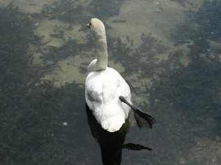 Beautiful white swan swimming in the water