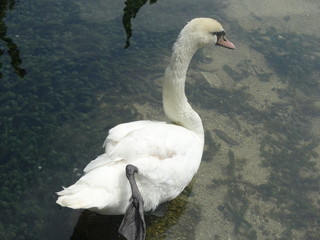 Beautiful white swan swimming in the water