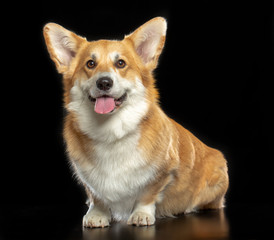 Welsh Corgi Pembroke Dog  Isolated  on Black Background in studio