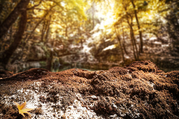 Autumn time background of free space for your decoration 