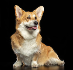 Welsh Corgi Pembroke Dog  Isolated  on Black Background in studio