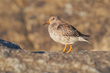 Purple sandpiper (Calidris maritima). Stokksnes, Iceland