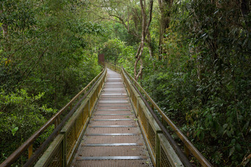 path in the jungle / landscape.