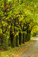 Obraz premium Alley at fall