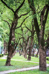Park, a chair in the park, relaxing, Banyan trees on Dunhua Road, Taipei. feeling calm