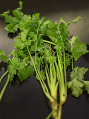 Coriander leaves and stems of green color