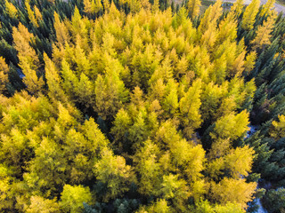 Fototapeta premium larch forest in fall