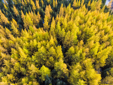 Larch Forest In Fall