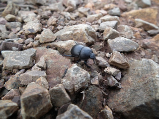 Scarabeo