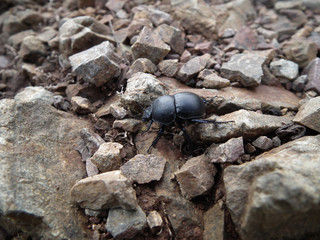 Scarabeo