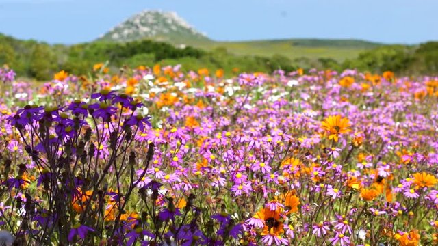 Close up of Girl Running her hand through flowers