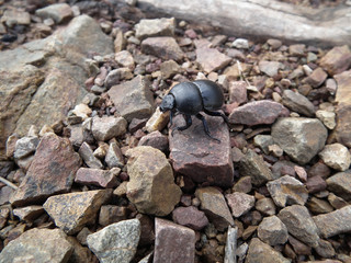 Scarabeo