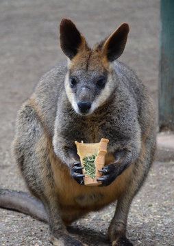 Yellow-footed Rock-wallabies are with brown and yellow rings on their tail, yellow paws, grey fur covering their body, and a white belly with white stripes on their cheeks, hips and abdomen.