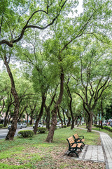 Taipei, Taiwan - June 18, 2018: Park, a chair in the park, relaxing, Banyan trees on Dunhua Road, Taipei. feeling calm
