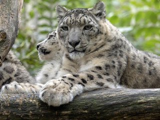 Snow leopard, Uncia ounce, female with chicks