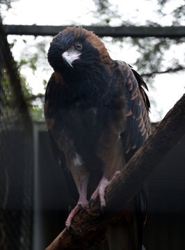 Black-breasted buzzards are one of Australia’s largest birds of prey.