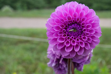 beautiful large Dahlia pink close-up on a natural background