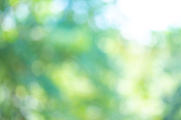 Abstract blurred green nature background wallpaper 