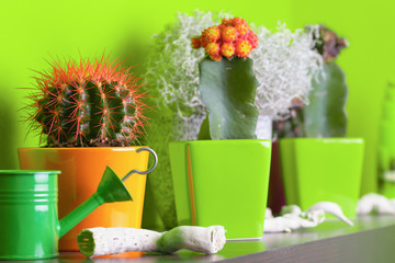 Cactus flowers on the shelf, green wall