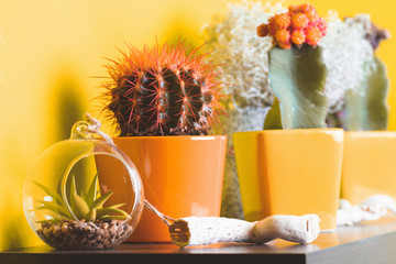 Cactus flowers on shelf, orange wall