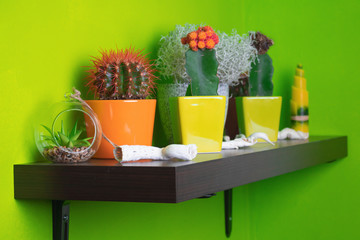 Cactus flowers on the shelf, green wall
