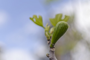 fig growing with bokeh background