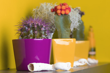 Cactus flowers on shelf, orange wall