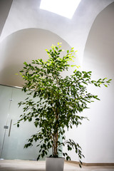 ficus tree, indoor plant, under the skylight