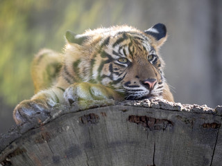 Resting jung Sumatran Tiger, Panthera tigris sumatrae