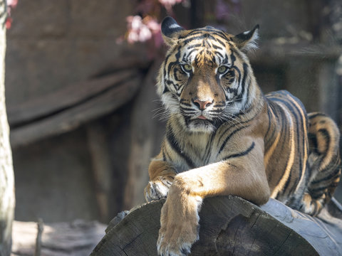Resting Female Sumatran Tiger, Panthera tigris sumatrae