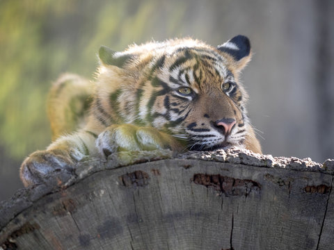 Resting jung Sumatran Tiger, Panthera tigris sumatrae