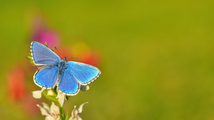 Polyommatus bellargus  458