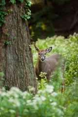White-tailed Deer in Autumn