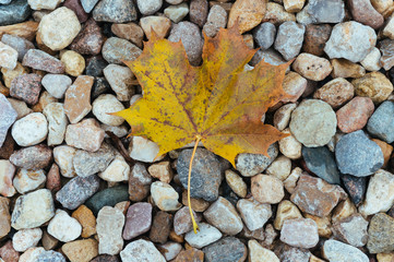 autumn leaves on stones