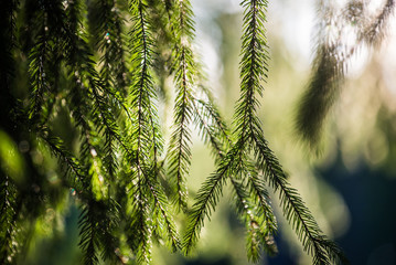 Fir close-up, Estonia