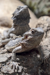 Close Up Shot Of Bearded Dragons 