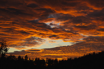 Clouds lit orange with a fallstreak hole in the middle. Silhouette of trees below.
