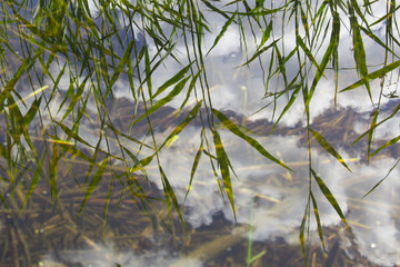 Reed grass mirrored in a lake, in a Swedish forest.