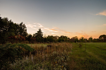 Obraz na płótnie Canvas Landscape near sunset of open field and flowers