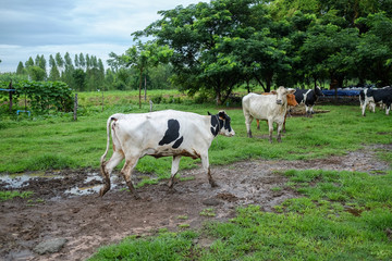 Obraz premium cow farm animal 