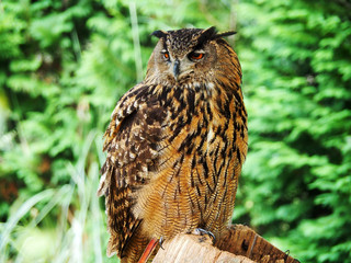 View of a owl in the forest