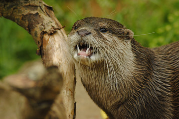 Otter