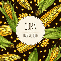 Vector hand-drawn banner with ripe corn cobs and grain. Vector illustration for shop, market, book, emblem, menu, label. © Anastasiya Stoma