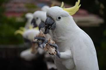 Portrait of Yellow-crested Cockatoo (Sydney NSW Australia). Cacatua galerita - Sulphur-crested, Big...