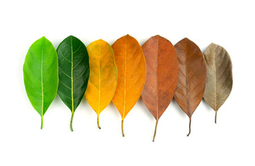 Autumn leaves, creative pattern of colorful leaves isolated on white background