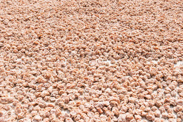 dry plum background