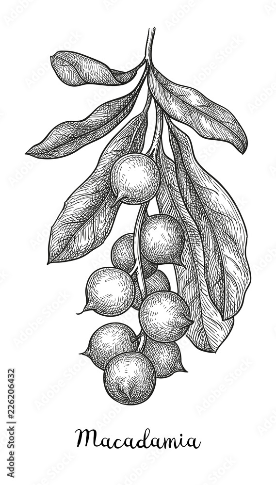 Canvas Prints ink sketch of macadamia.