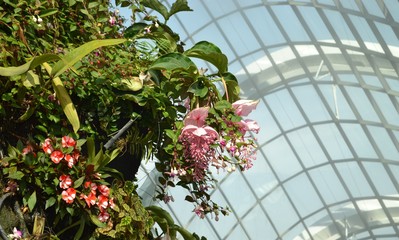 Blooming flowers in front of tiled glass background