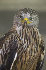  An adult red kite (Milvus milvus) rescued and resting in a wildlife rescue center. Perched and trying to recover from its wounds.